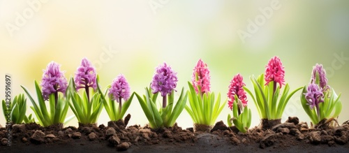 Seedlings of hyacinth in a spring themed setting with copy space image available illustrating seasonal gardening and planting concept