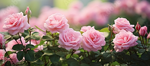 Pink roses in a garden setting with copy space image
