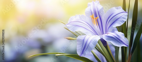 Close up shot of a blooming African iris or dietes iridioides flower in the park with copy space image