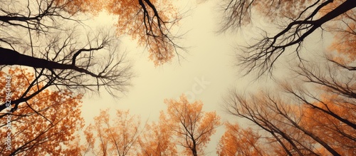 Autumn trees with brown tones viewed from below providing a copy space image