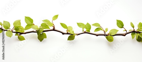 Branch with hazel leaves against white backdrop providing copy space image
