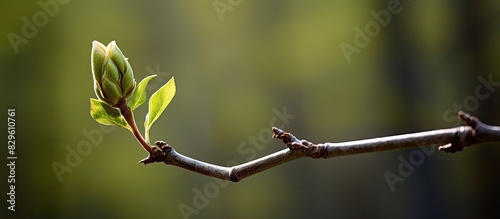 A close up image of a poplar tree bud in a forest with copy space image