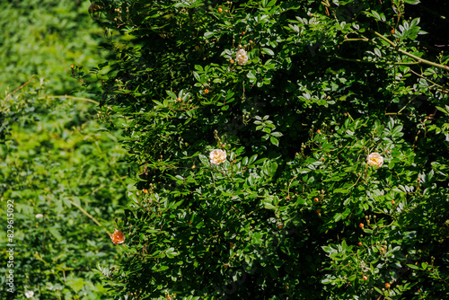 Apticot-coloured flowers of a climbing rambler rose in the dark green of the rose petals