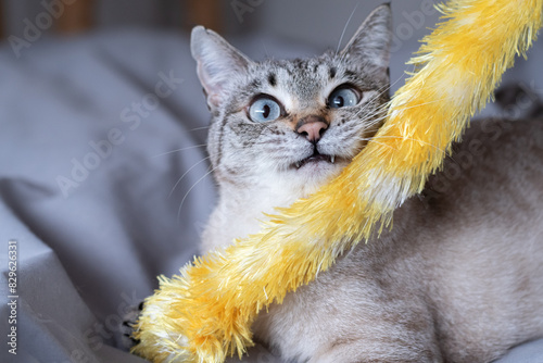 おもちゃで遊ぶ猫 シャムトラ猫