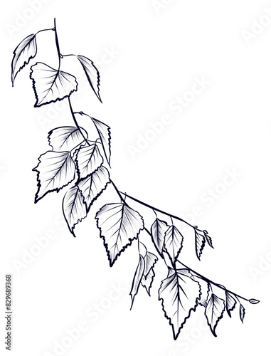 black and white hand-drawn birch branches vector