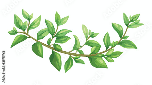 Aromatic green thyme sprig isolated on white. Fresh 