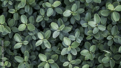 Collection of green leaves with a glossy texture, exhibiting a variety of shades from light to dark green