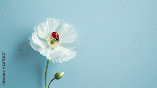A light blue background with a solitary white flower, gently hosting a ladybug as it explores the delicate petals. Generative AI.