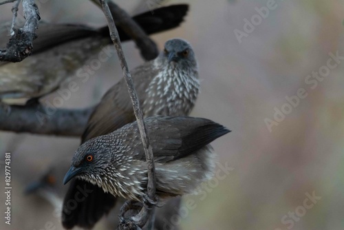 Arrow-marked babbler