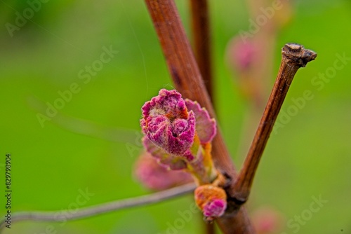 Wiosna w winnicy. Na gałęzi winorośli widać rozwijające się, różowe pąki.