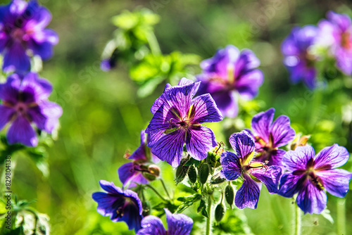 Kwiaty geranium na rabacie kwiatowej w ogrodzie. Płatki fioletowych kwiatów oświetlone są od tyłu światłem słonecznym.