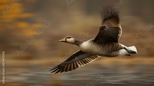 Golden goose taking flight