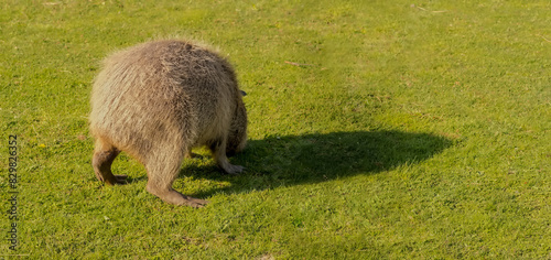 Kapibara (Hydrochoerus hydrochaeris) pasąca się na trawiastej powierzchni. Największy gryzoń świata, krewny świnki morskiej, spacerujący (i pasący się) po łące.