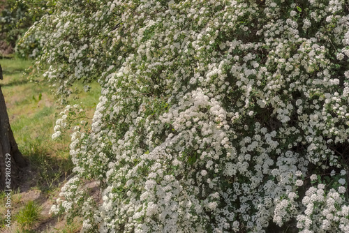 Krzew ozdobny występujący w parku wiosną obsypany białymi kwiatami. Majowy poranek w piękny, słoneczny dzień wśród zachwycającej miejskiej przyrody.
