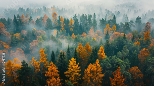 Misty autumn forest with vibrant fall foliage and evergreen trees