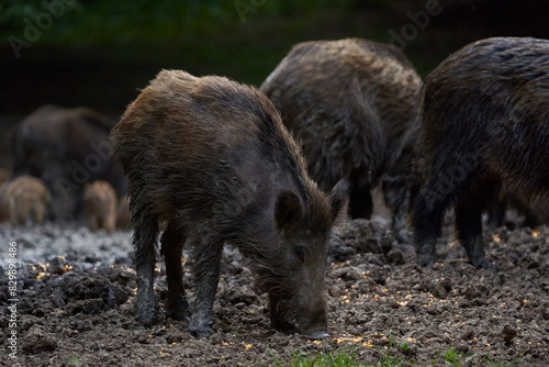 Herd of wild hogs rooting in the forest