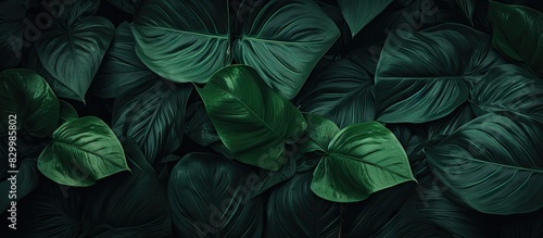 Nature inspired wallpaper with a tropical leaves texture providing a banner for websites and desktops Its 21 9 aspect ratio offers ample copy space for text advertising or any other desired content