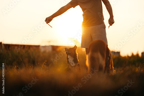 dog happy jumps and grabs dog treats on his owner's hand on the grass during the sunset. Pet family, Food, snacks concept.