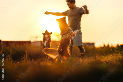 dog happy jumps and grabs dog treats on his owner's hand on the grass during the sunset. Pet family, Food, snacks concept.