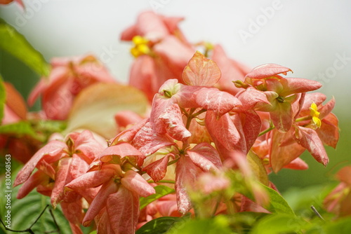 Close-up of Mussaenda philippica flower