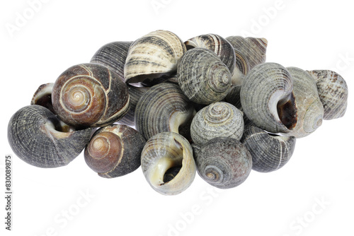 common periwinkles (Littorina littorea) from the Wadden Sea in Cuxhaven, Germany isolated on white background