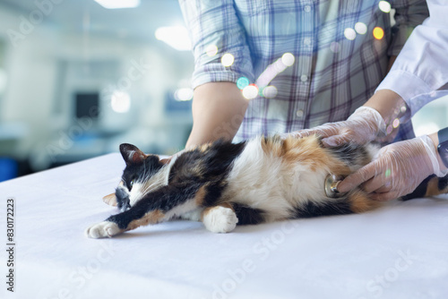 Doctor listening to cat on table with nurse .