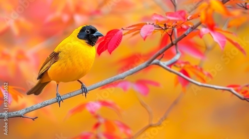  A yellow and black bird perches on a branch before a tree Its foliage sports red and yellow leaves Behind, an orange and yellow leafy backdrop blurs
