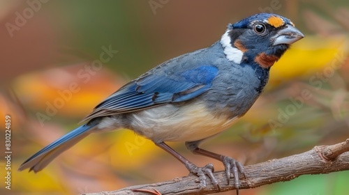  A blue-white bird atop a tree branch before a yellow-orange floral tree, contrasting against a backdrop of blurred leafy foliage