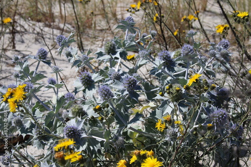 Mikołajek nadmorski (Eryngium maritimum)