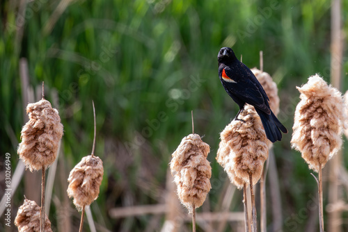 Red-winged Blackbird (Agelaius phoeniceus) adult perched on a cattail in April