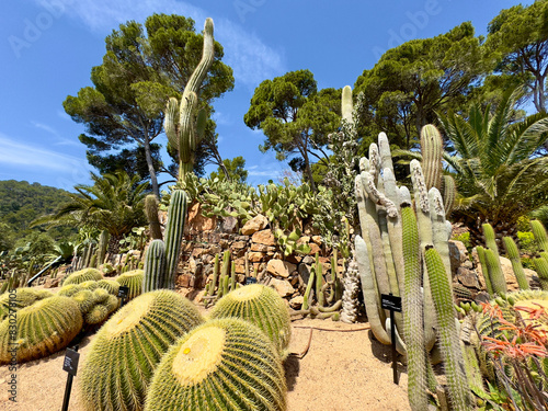 golden barrel cactus and other cactus species in the botanical garden Jardins de Cap Roig at the Costa Brava near Calella de Palafrugell, Girona, Catalonia, Spain