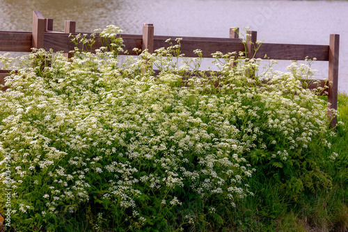 Spring landscape with white flowers Cow Parsley, Anthriscus sylvestris, Wild chervil or Keck with wooden fence, Typical Dutch polder with green grass field, Noord Holland, Countryside of Netherlands.