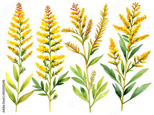 goldenrod flower clip art, watercolor vector illustration