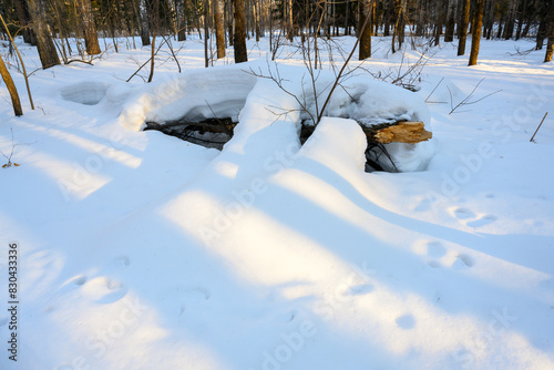 Hare tracks on snowdrifts in the forest at sunset