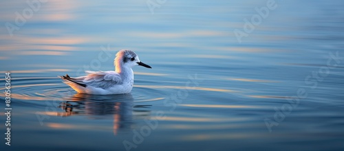 A juvenile seagull glides gracefully through the calm waters of the lake illuminated by the soft diffused light on its side. Creative banner. Copyspace image