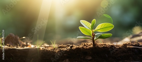 A green plant sprouts on a tree trunk in a sunlit field providing a copy space image