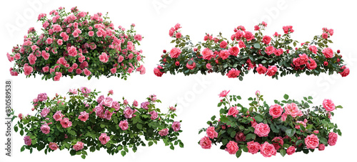 Set of beautiful pink roses with lush green leaves, cut out