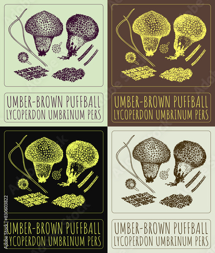Set of drawing UMBER-BROWN PUFFBALL in various colors. Hand drawn illustration. The Latin name is LYCOPERDON UMBRINUM PERS.
