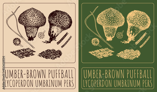 Drawing UMBER-BROWN PUFFBALL. Hand drawn illustration. The Latin name is LYCOPERDON UMBRINUM PERS.