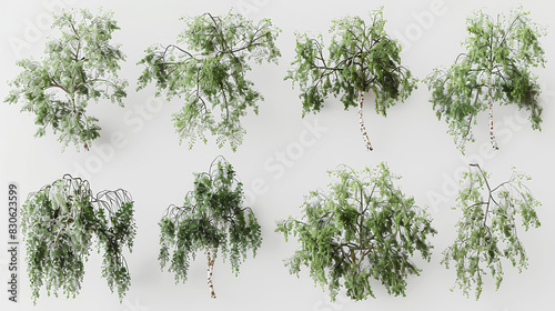set of Young's weeping birch,Olive trees rendered from the top view