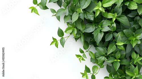 Top view of Trailing lily creeper tree on white background