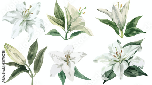 Watercolor flowers white lilies and green leaves Four