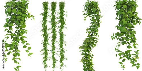 A set of green ivy and vine plants hanging down in various arrangements. The foliage is dense and vibrant, perfect for decorative purposes in gardening, interior design