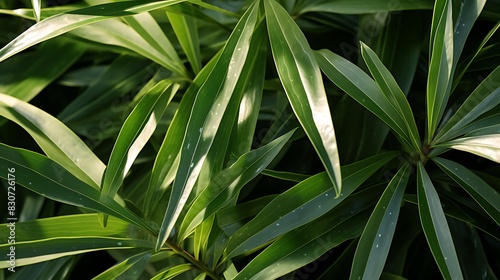 Close-up view of the shiny, leathery leaves of an oleander, their durability highlighted in sunlight, representing beauty and caution (due to toxicity).