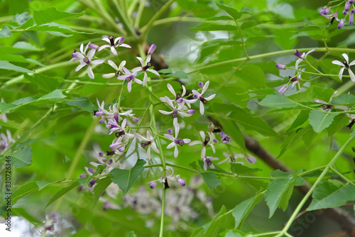 プロペラのような形をしたセンダンの花