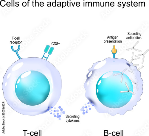 T-cell and B-cell. Structure and Anatomy