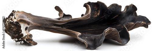 Black Trumpet Mushroom isolated on white, Dried Black trumpet mushroom isolated 