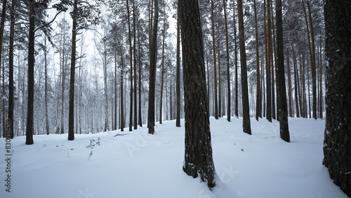 Beautiful view in winter forest in snowfall. Media. Winter forest in snowy weather. Beautiful walk in winter snow forest