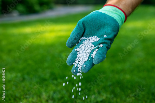 feeding lawn, scattering granular fertilizer for perfect green grass