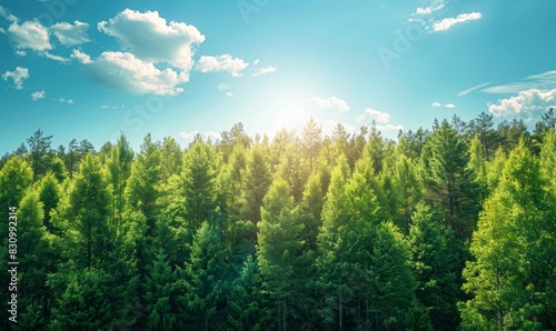A serene forest landscape captures the majesty of tall, green trees stretching toward a clear blue sky. The scene offers a tranquil atmosphere.